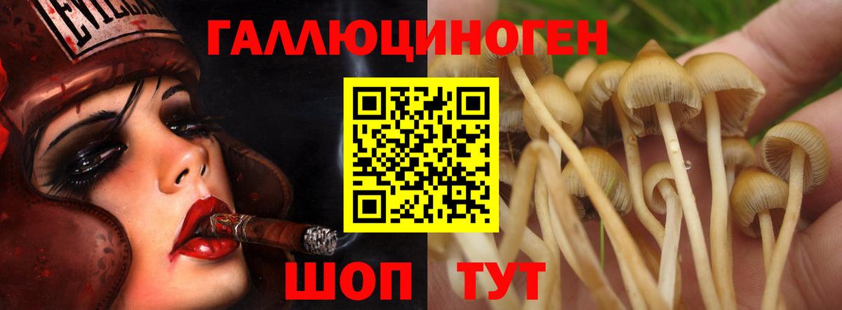 Псилоцибиновые грибы мицелий Будённовск